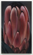 Protea Erectus